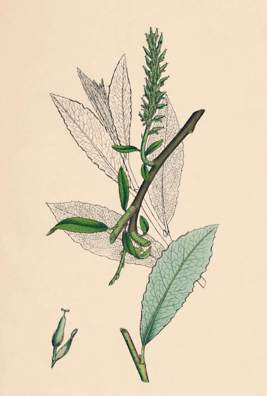 Salix phylicifolia, var. radicans. Saule à feuilles de thé, var. a., 19ème siècle - Unbekannt