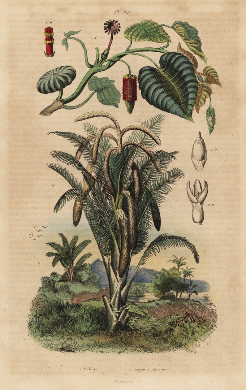 Arbre à sable, Hura crepitans et palmier sagoutier, Metroxylon sagu - Unbekannt
