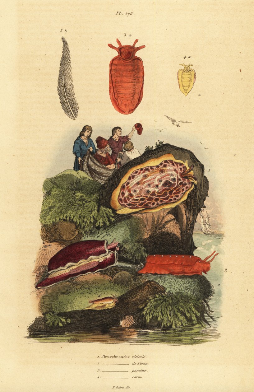 Limaces de mer : Pleurobranchus reticulatus 1, Berthellina citrina 3, Pleurobranchus peronii 2,4 - Unbekannt