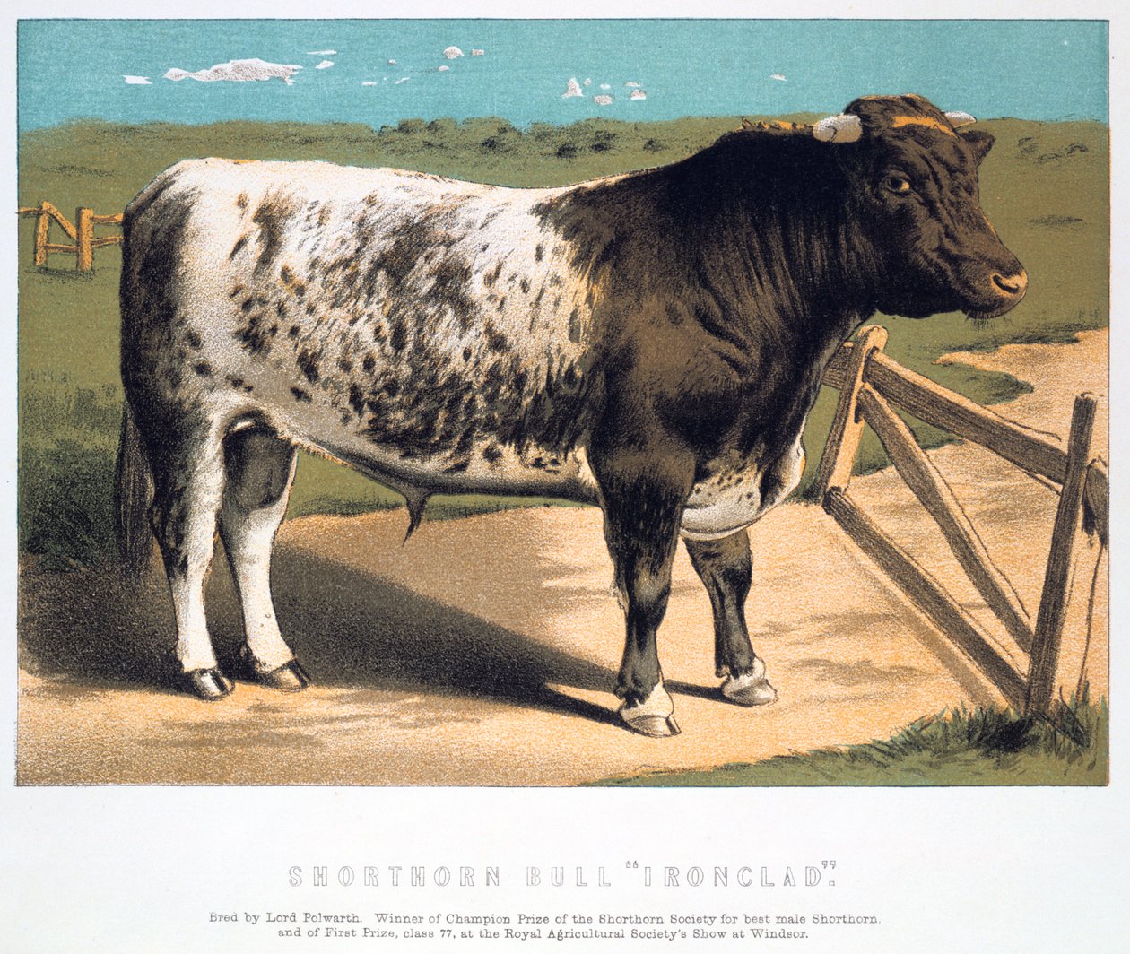 Taureau Shorthorn Ironclad - Unbekannt