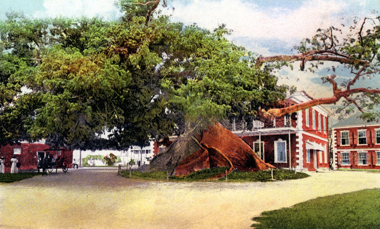 Fromager, Nassau, New Providence, Bahamas, vers 1900 - Unbekannt