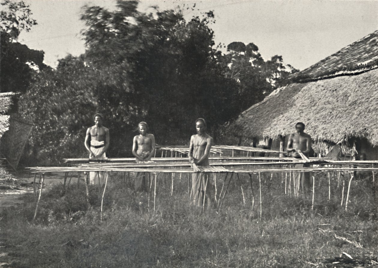 Travailleurs de la cannelle cinghalais au travail, 1926 - Unbekannt