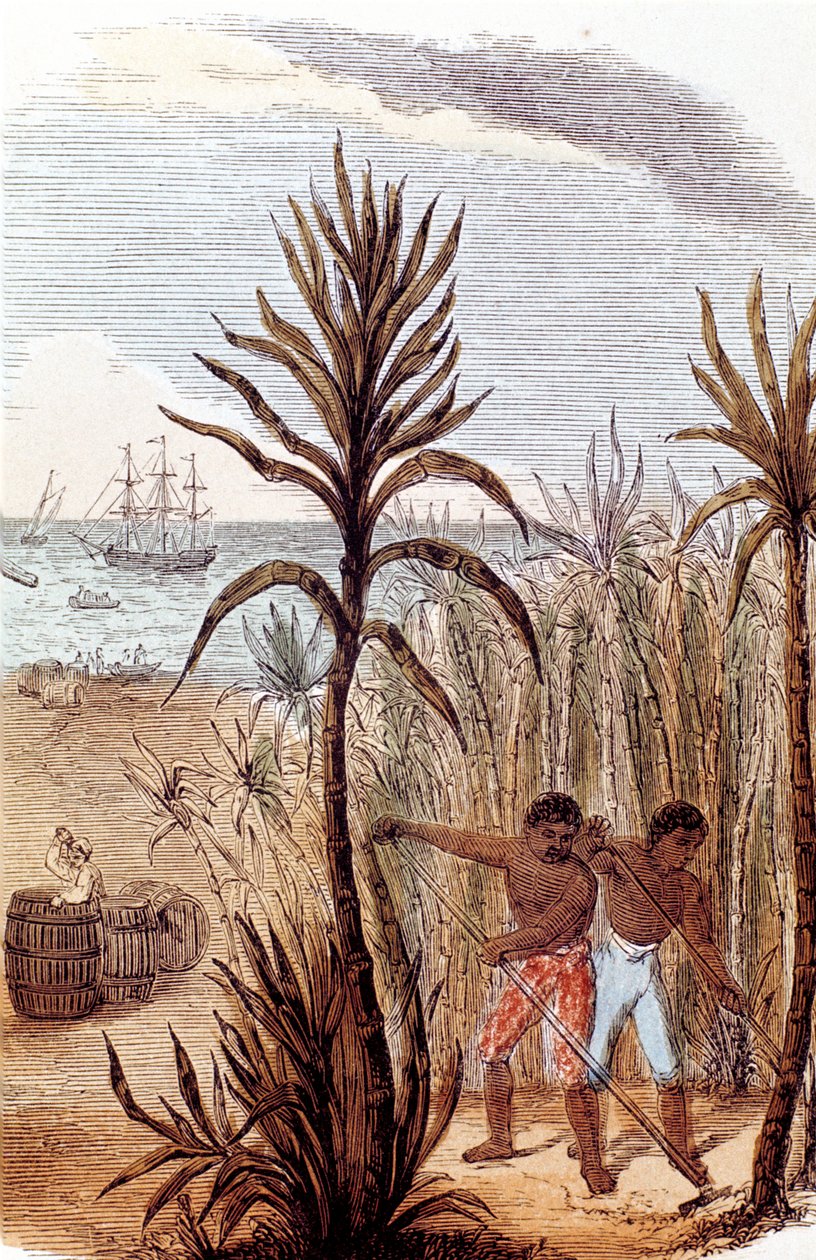 Esclaves cultivant la canne à sucre aux Antilles - Unbekannt