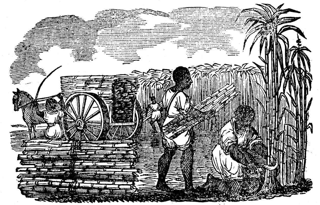 Esclaves récoltant la canne à sucre en Louisiane, 1833 - Unbekannt