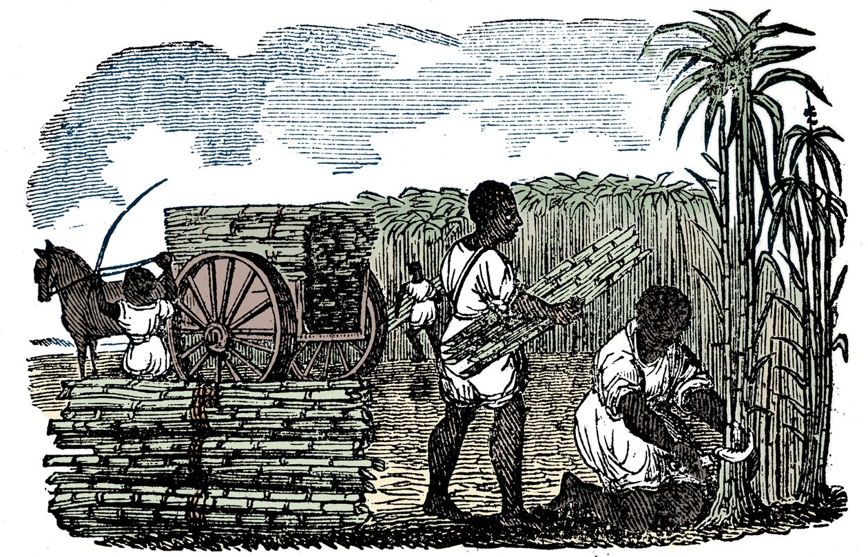 Esclaves récoltant de la canne à sucre en Louisiane, 1833 - Unbekannt