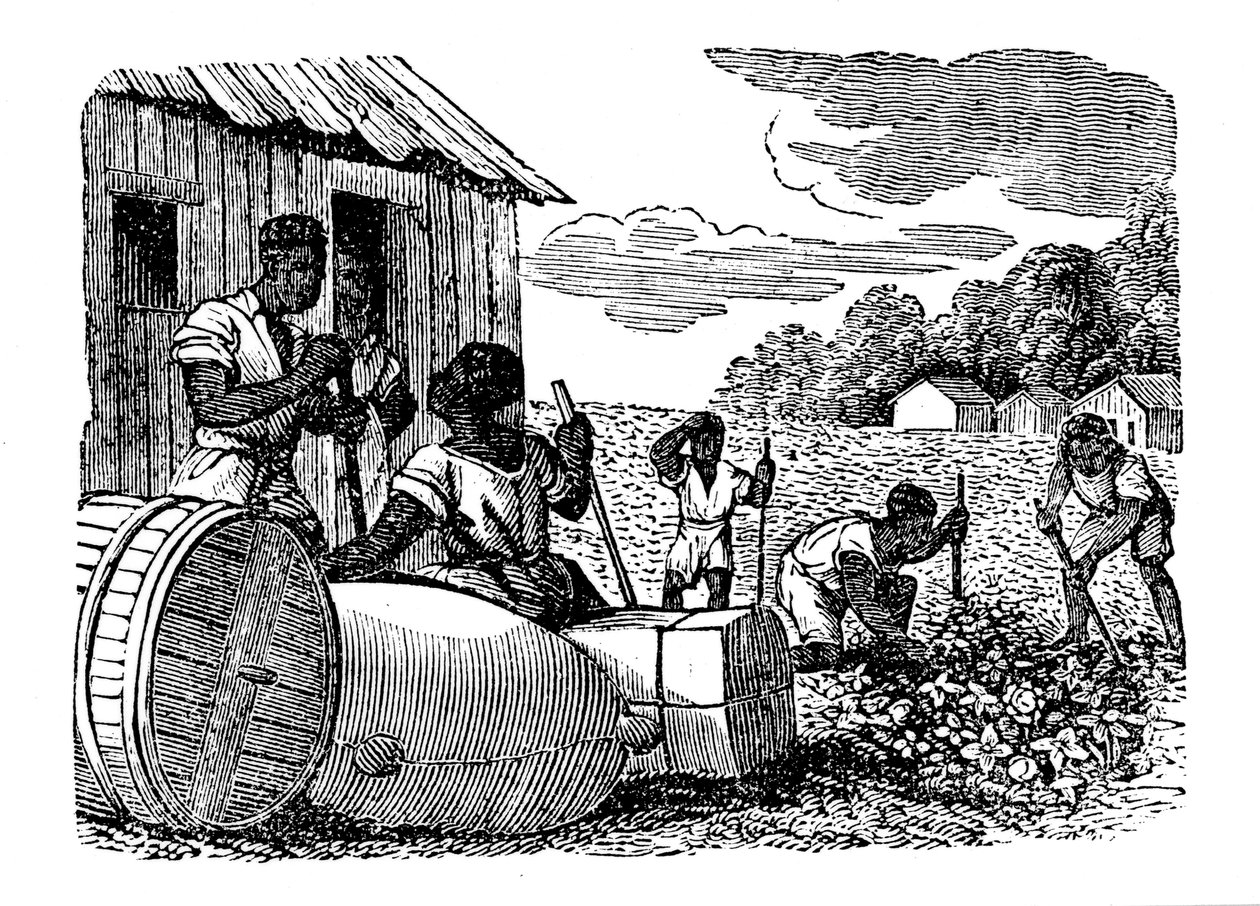 Esclaves travaillant dans une plantation de tabac, 1833 - Unbekannt