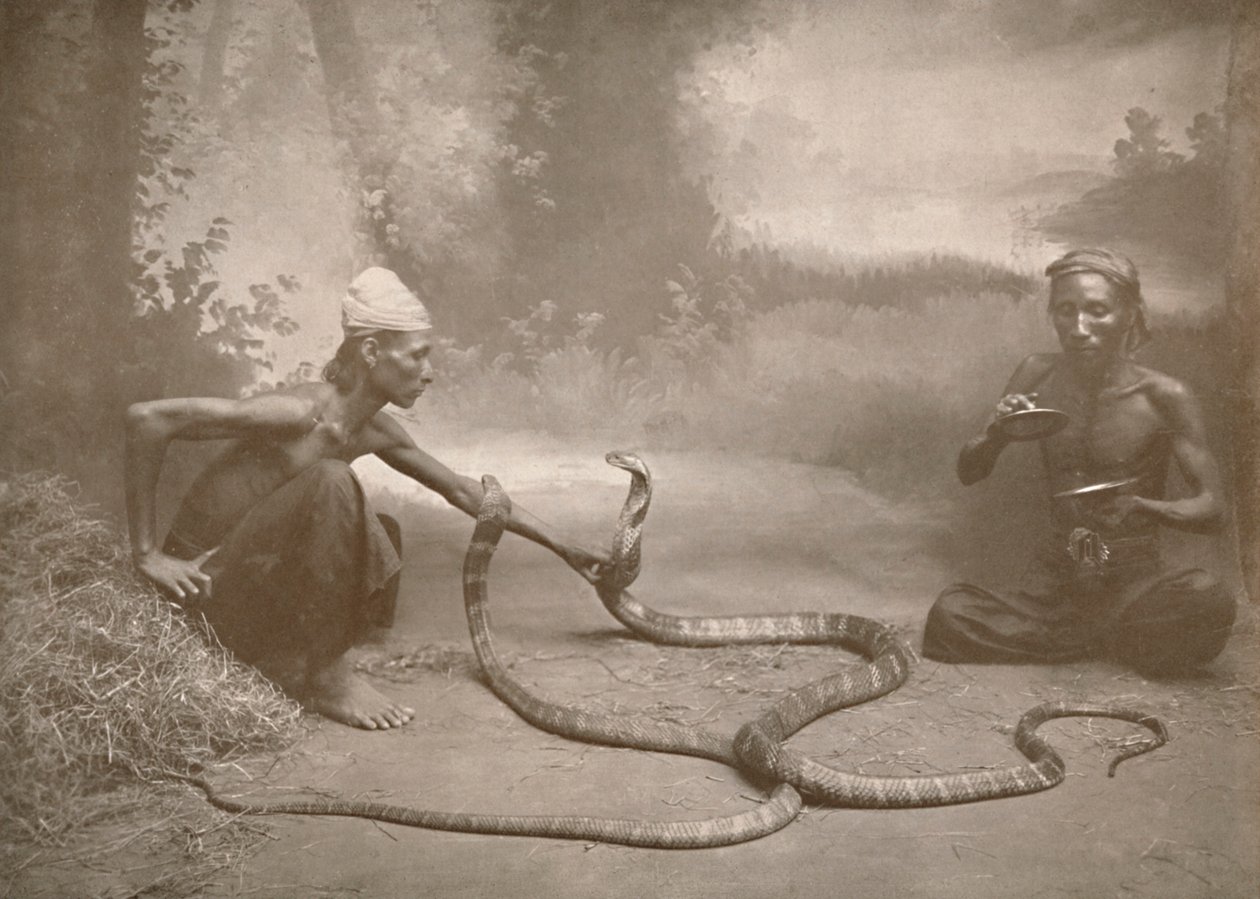 Charmeurs de serpents avec hamadryades Kuy Cobras, 1900 - Unbekannt
