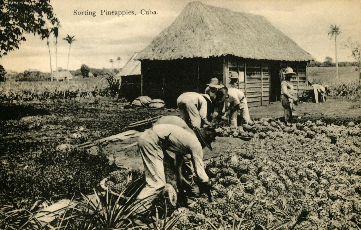 Tri des ananas, Cuba, fin 19e-début 20e siècle - Unbekannt