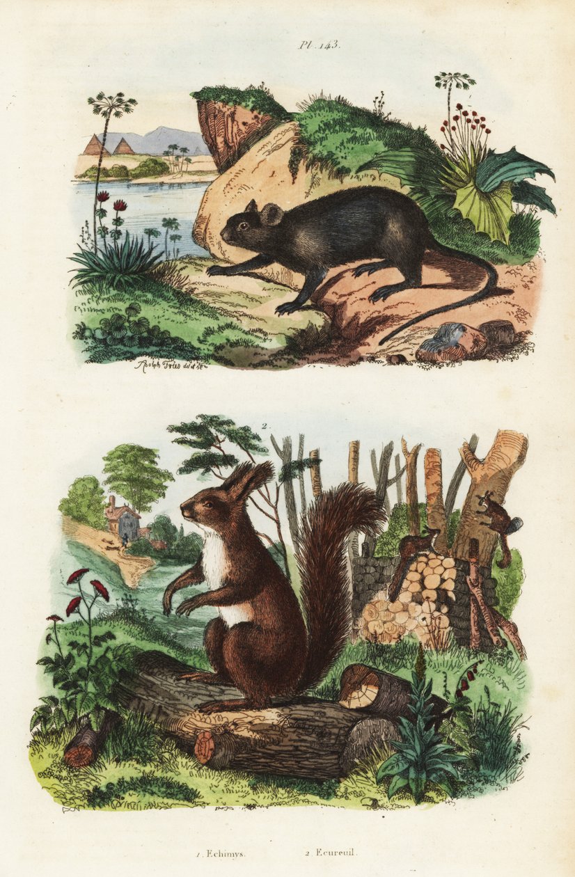 Rat arboricole épineux, Echimys chrysurus 1, et écureuil roux eurasien, Sciurus vulgaris 2 - Unbekannt