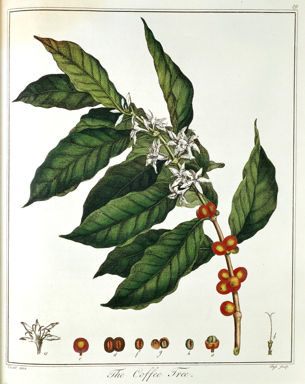 Branche de café Coffea arabica montrant des fleurs et des grains, 1798 - Unbekannt