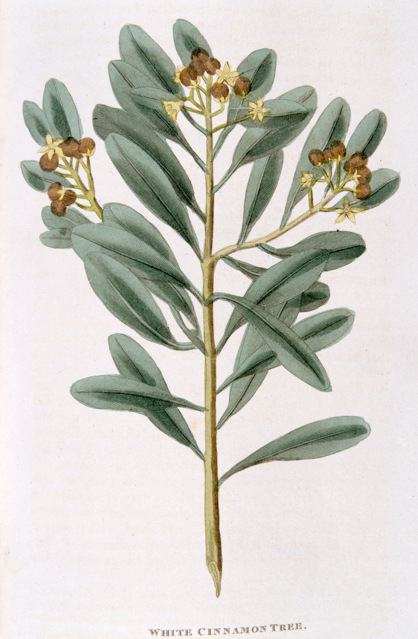 Branche de cannelle blanche Canella alba - Unbekannt