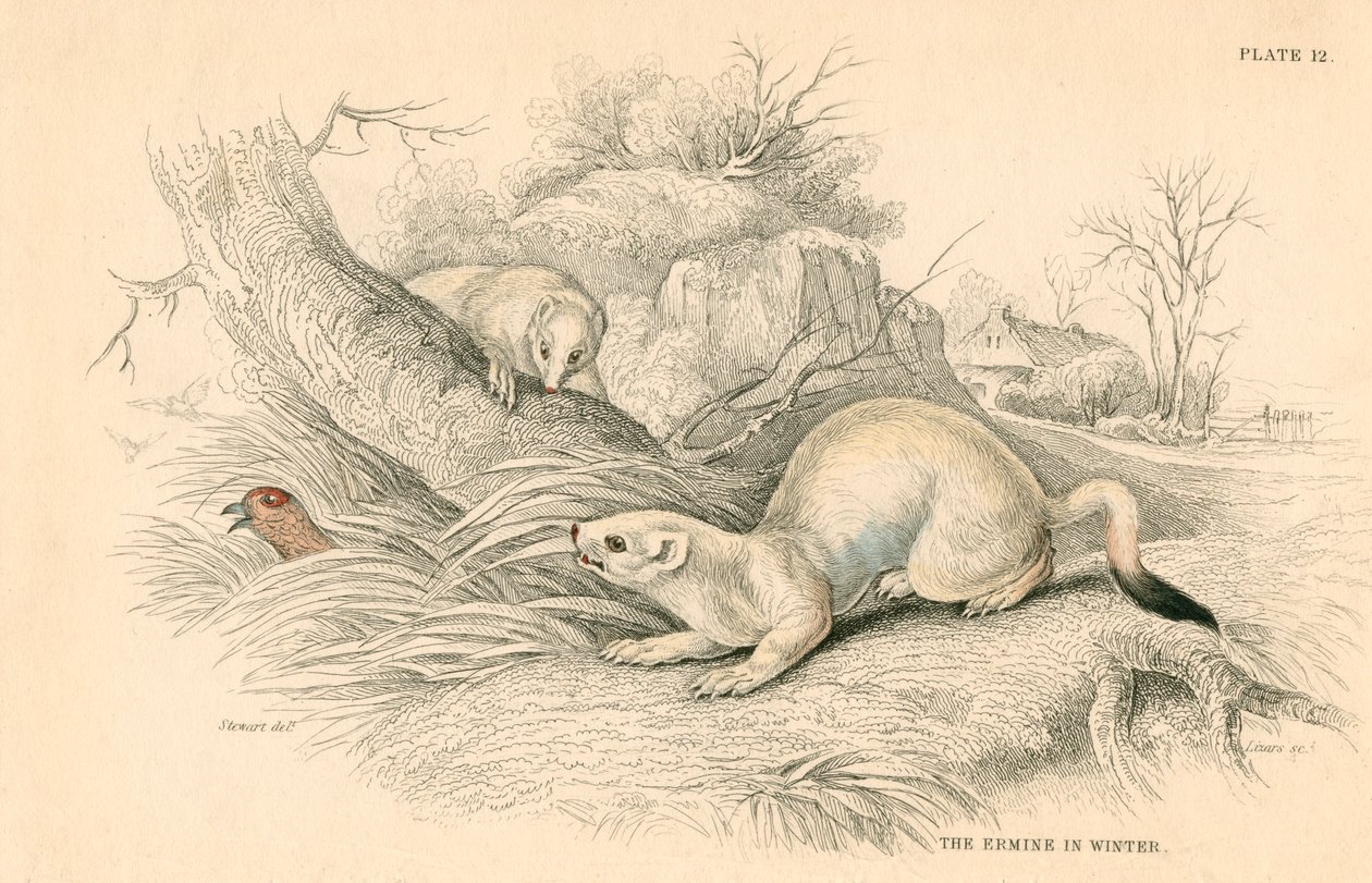 Hermine Mustela erminea, membre de la famille des belettes, 1828 - Unbekannt