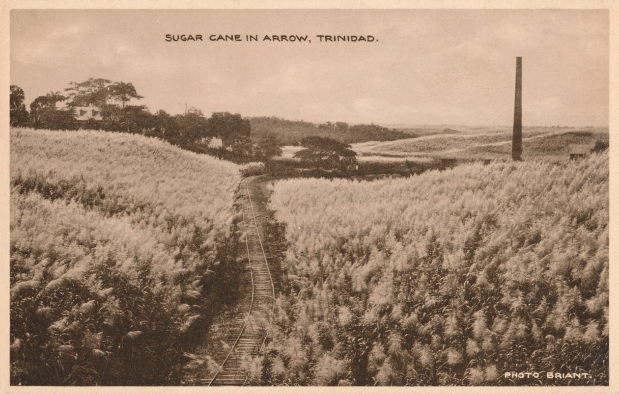 Canne à sucre à Arrow Trinidad, vers 1900 - Unbekannt