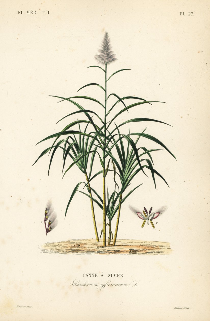 Canne à sucre, Saccharum officinarum, Canne à sucre - Unbekannt