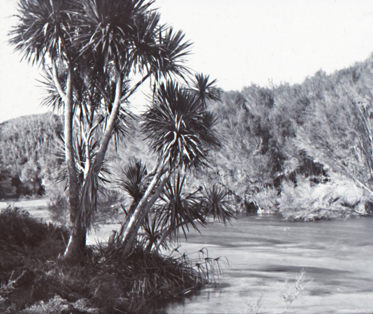 La rivière Te Waihou, Okoroire - Unbekannt
