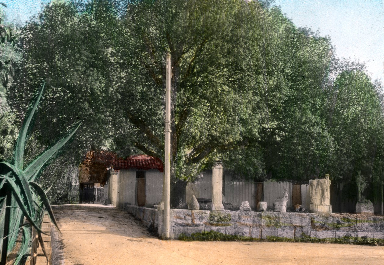 Arbre de térébinthe, Hammam Meskoutine, Algérie - Unbekannt