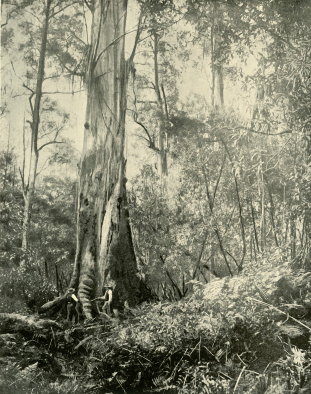 Le Baron, un arbre remarquable, 1901 - Unbekannt