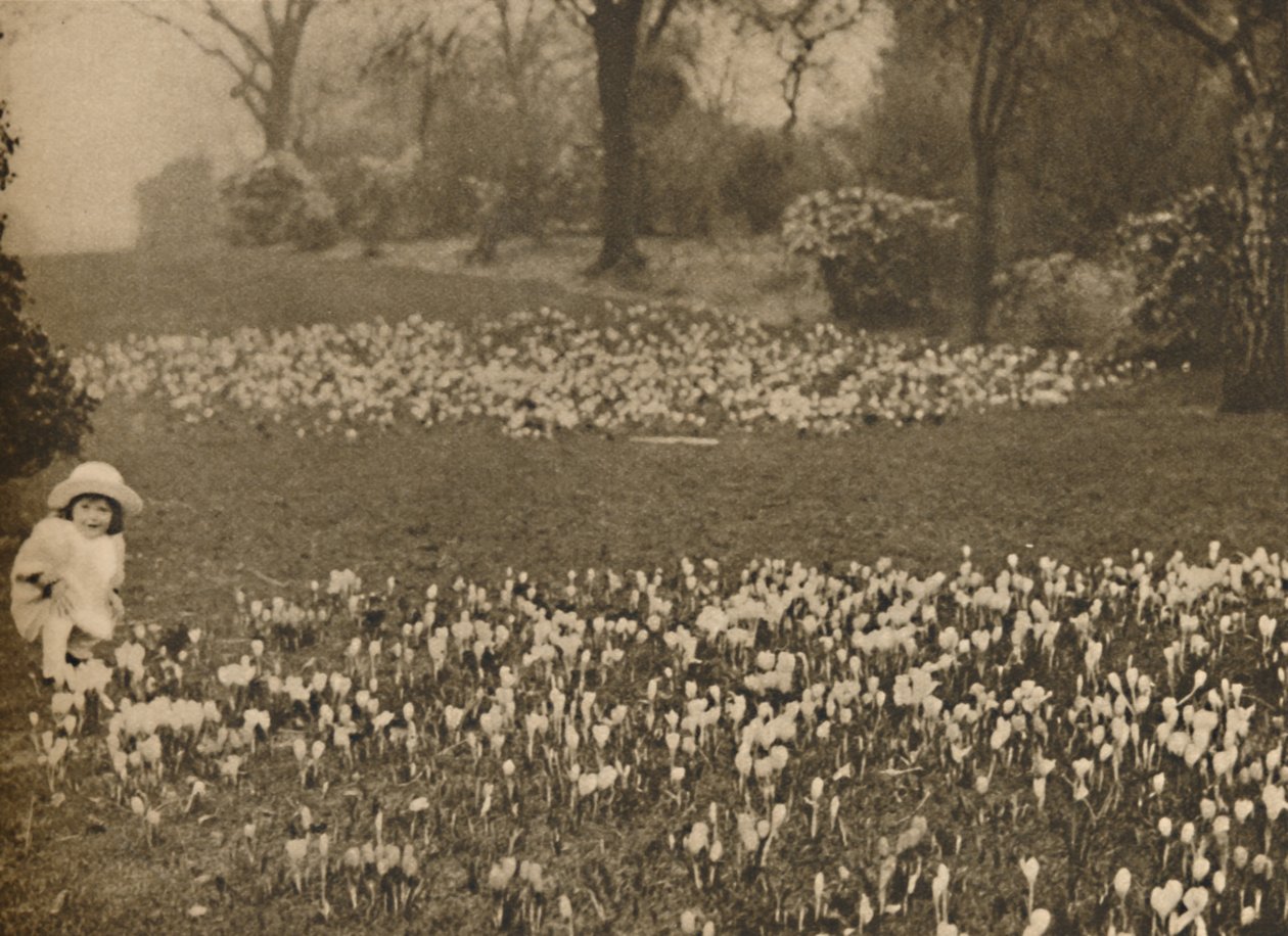 Le tapis de crocus du printemps, vers 1935 - Unbekannt