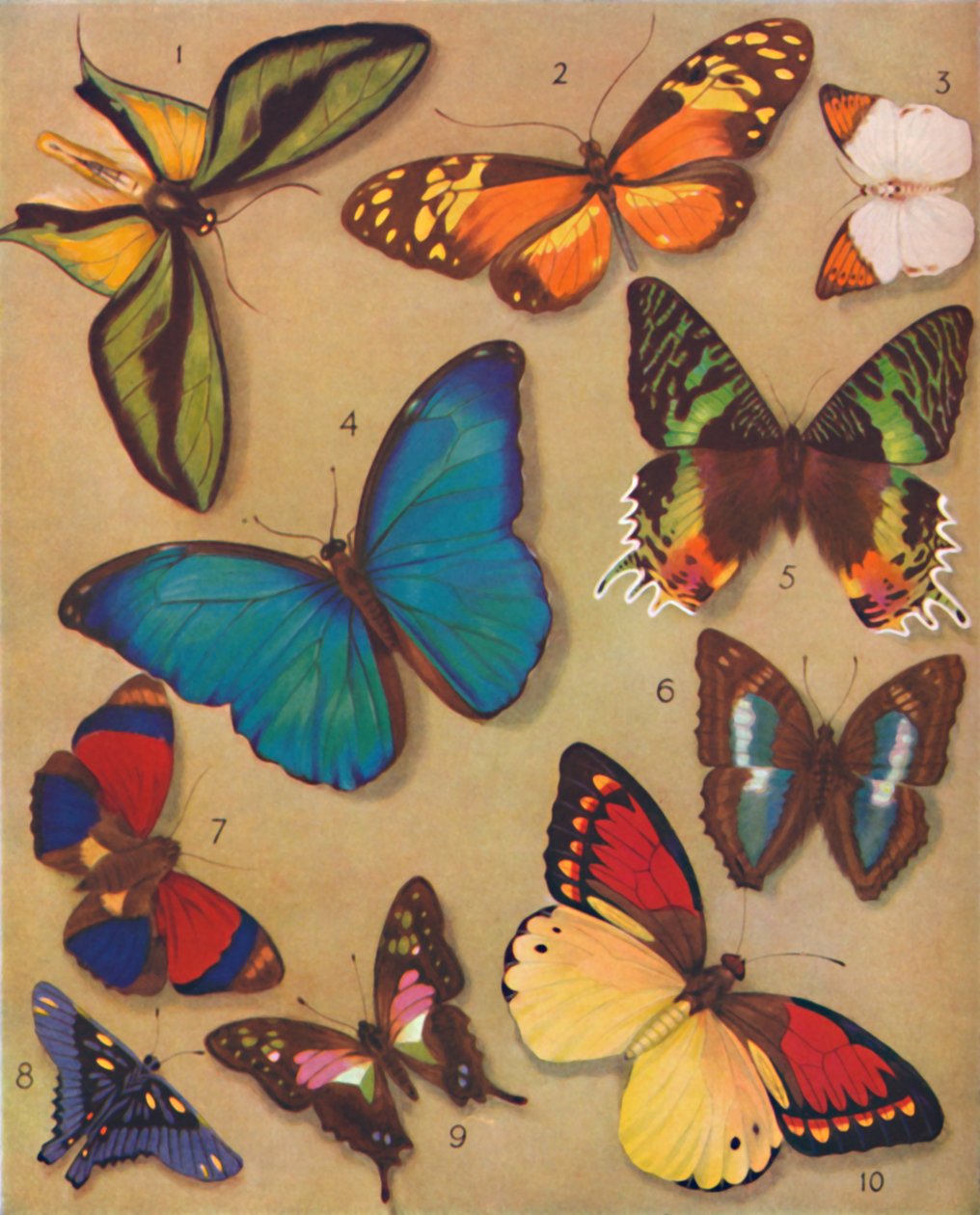 La merveilleuse couleur des papillons, 1935 - Unbekannt