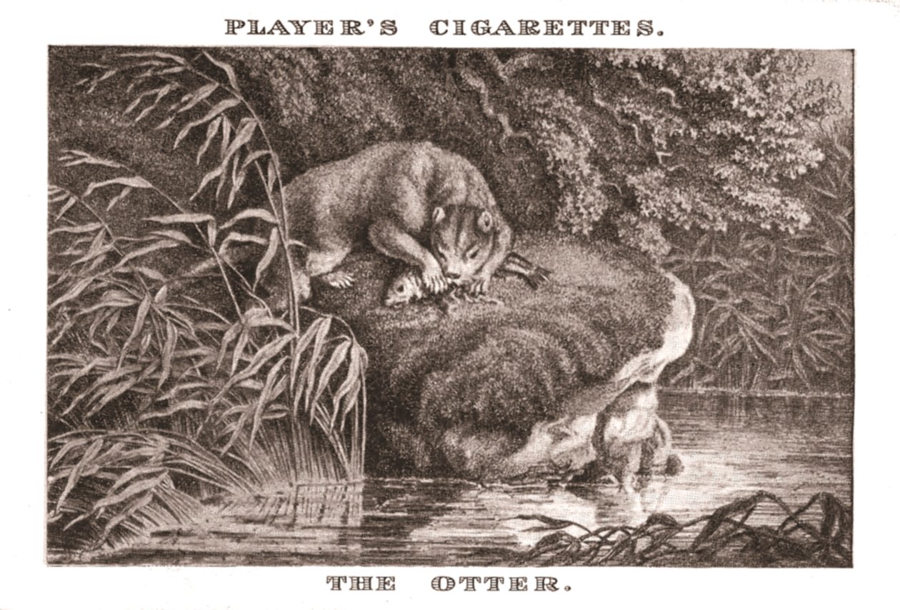La Loutre, 1924 - Unbekannt