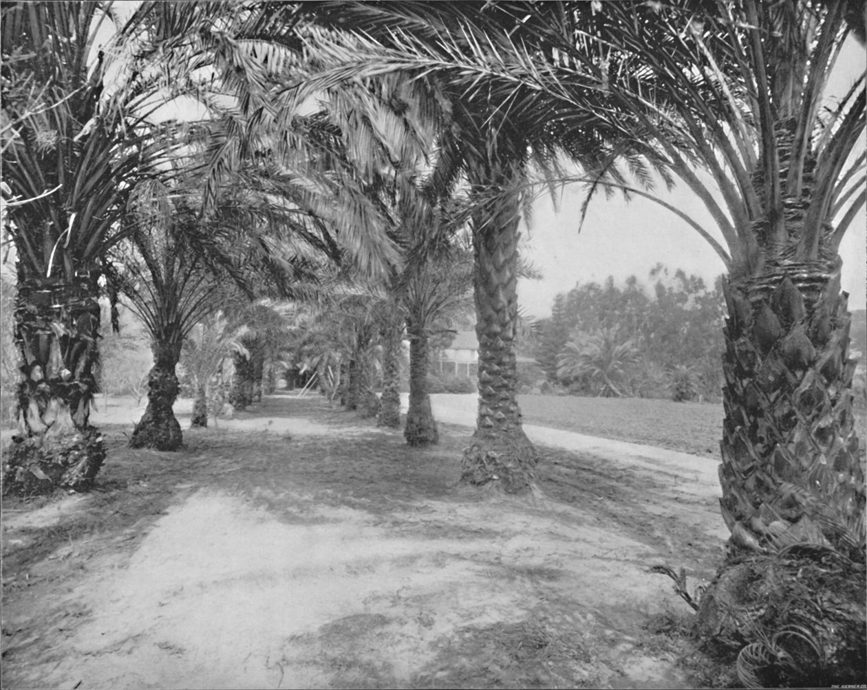Les Palmiers de Glenannie, Floride, 19ème siècle - Unbekannt