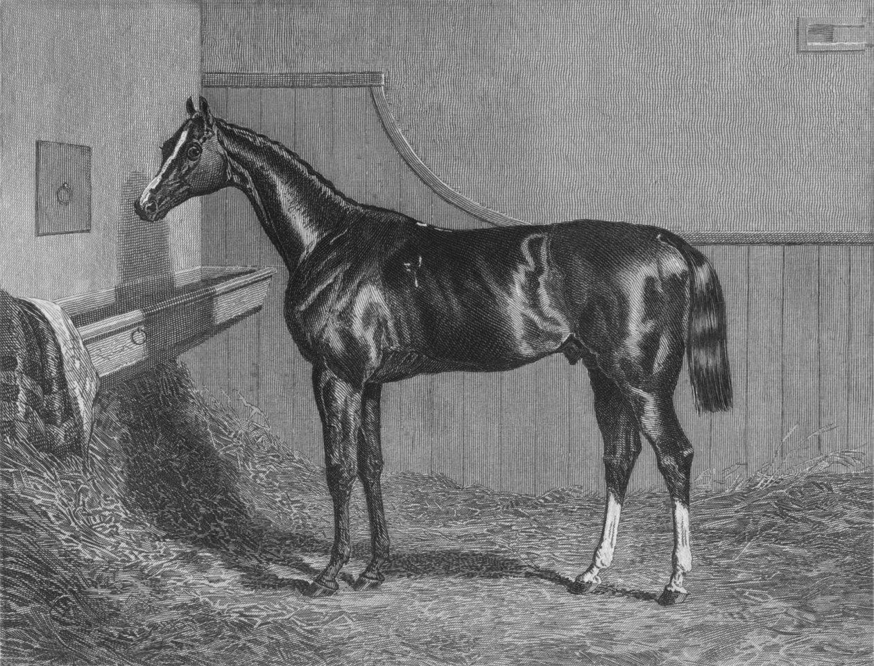 Le très honorable comte de Lichfield Elis. Gagnant du St. Leger - Unbekannt