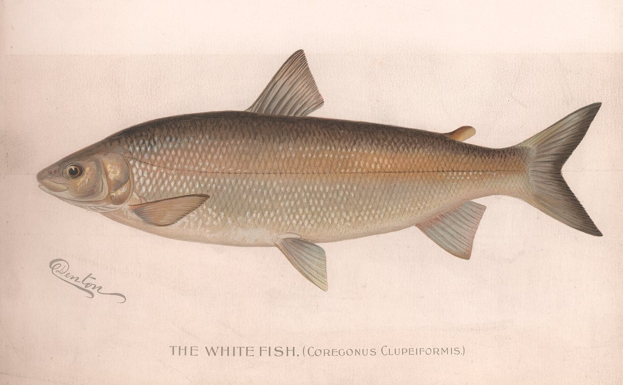 Le poisson blanc Coregonus Clupeiformis, vers 1920 - Unbekannt