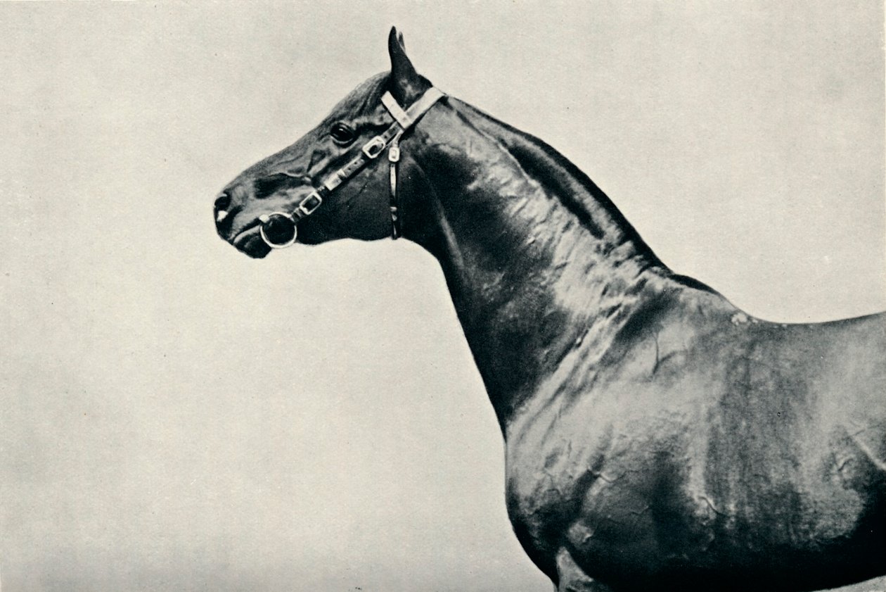 La tête du cheval de course pur-sang, Radium, vers 1910 - Unbekannt
