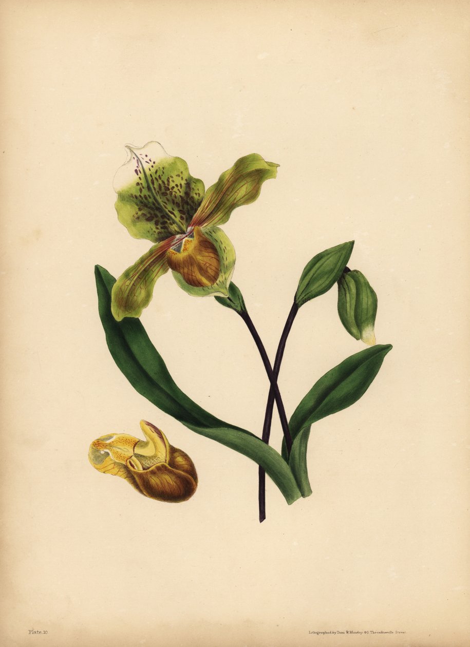 Le Sabot de la Vierge, Cypripedium reginae, Ressemblance - Unbekannt