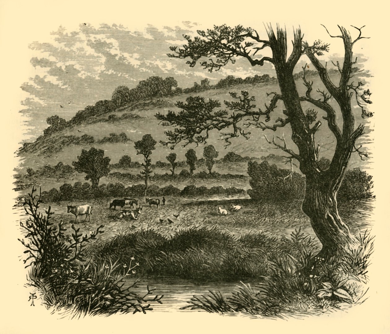 Thistledon, 1898 - Unbekannt