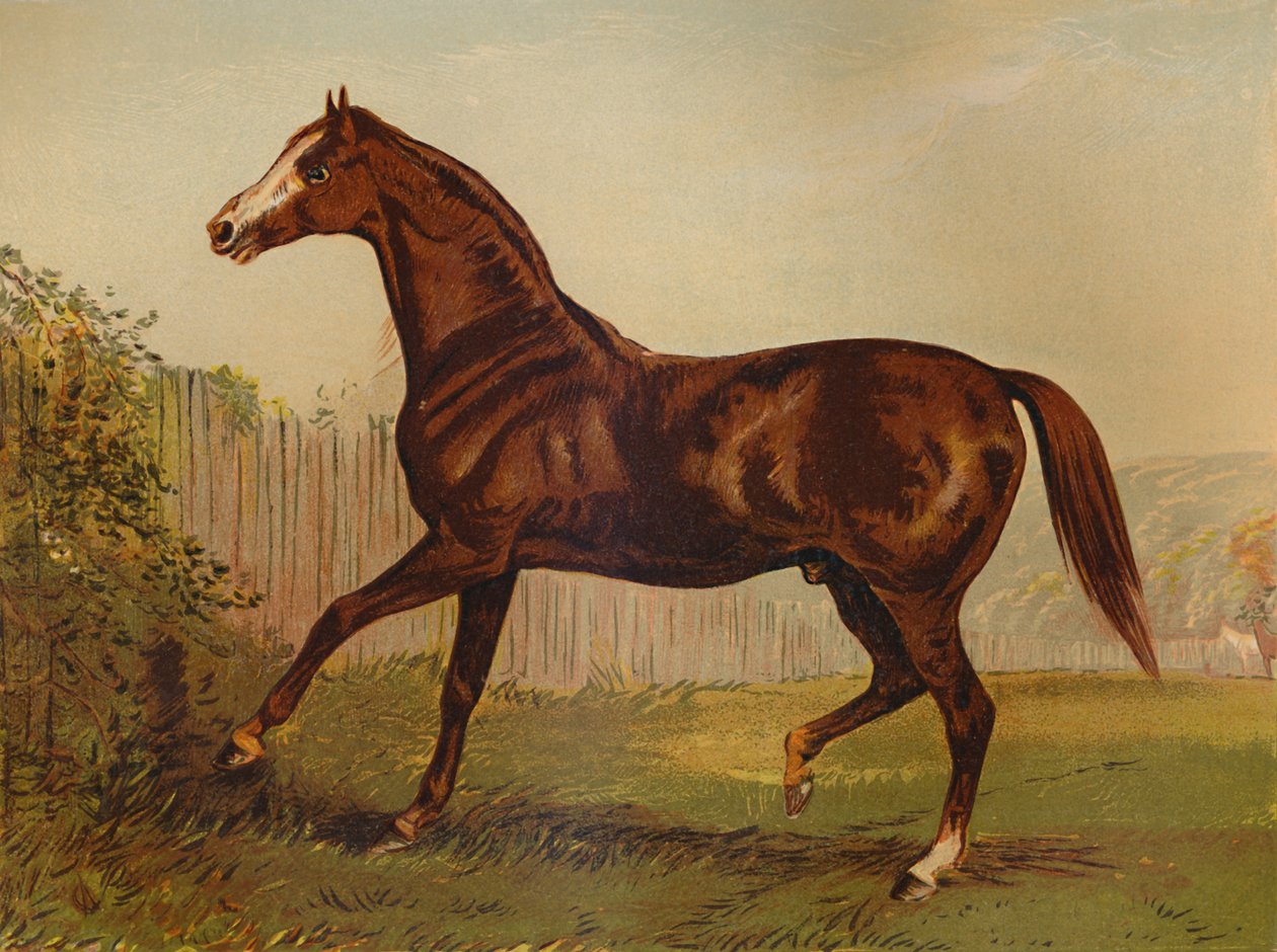Pur-sang Blair Athol, vainqueur du Derby et du St Leger 1864 - Unbekannt