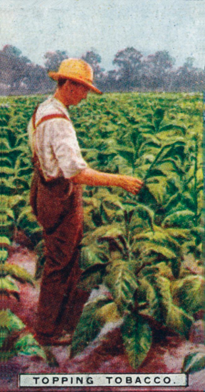 Récolte du tabac, 1926 - Unbekannt