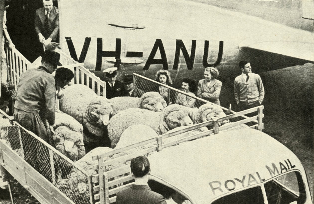 Transport de béliers primés par avion, c1948 - Unbekannt