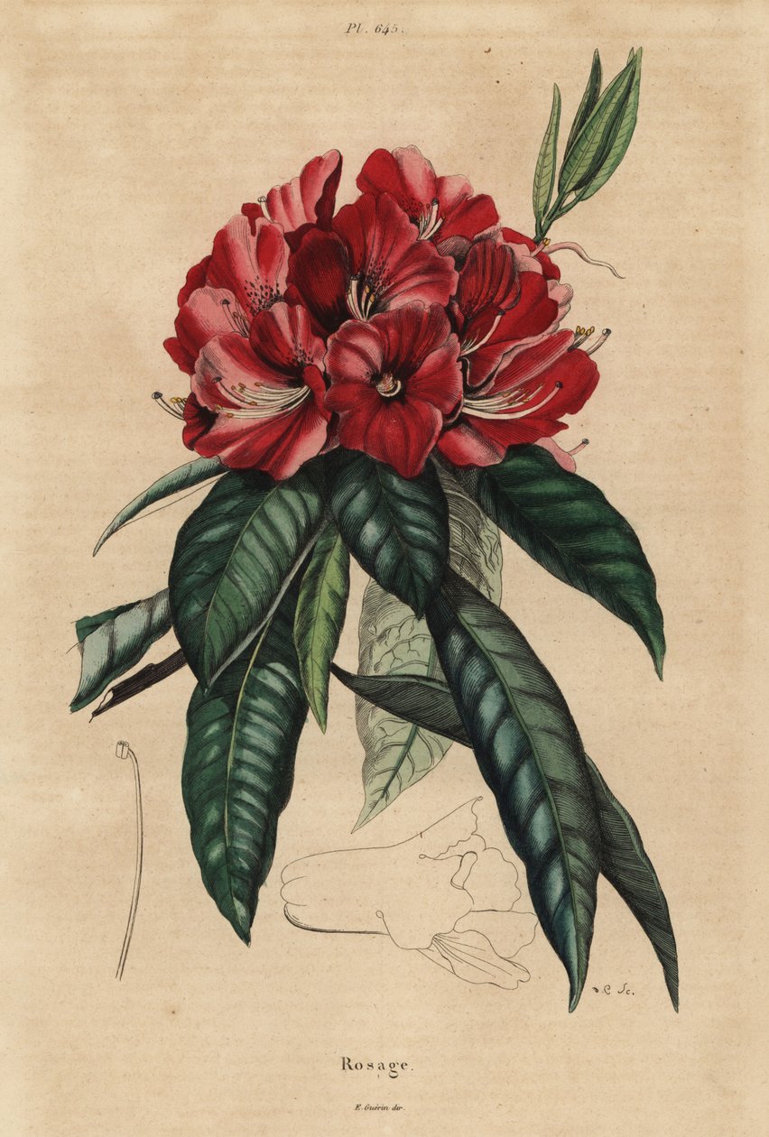 Rhododendron arboré, Rhododendron arboreum - Unbekannt