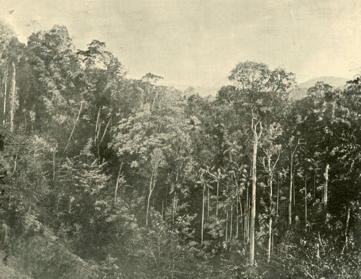 Broussailles tropicales, Blackall Range, Queensland, 1901 - Unbekannt