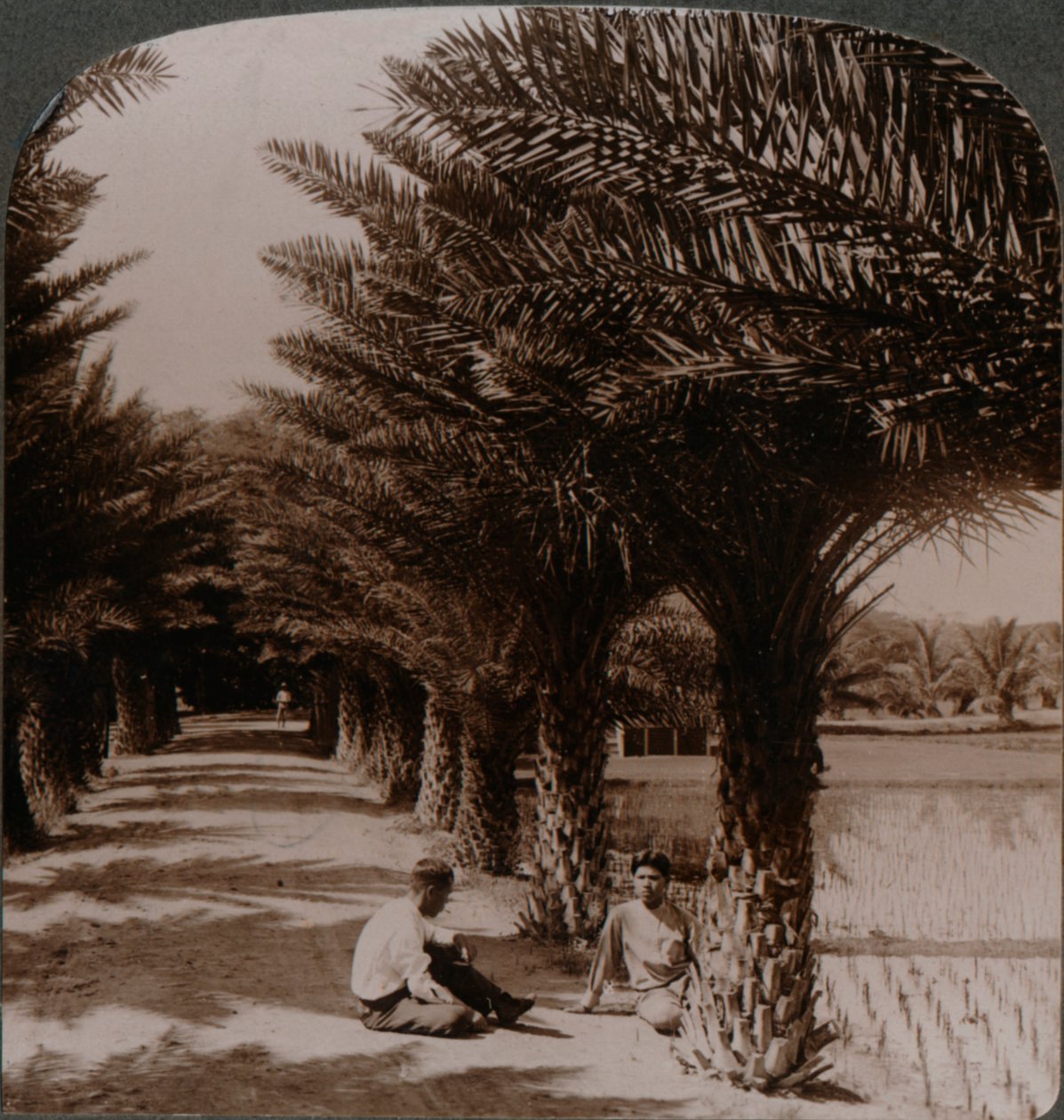 Beauté tropicale d