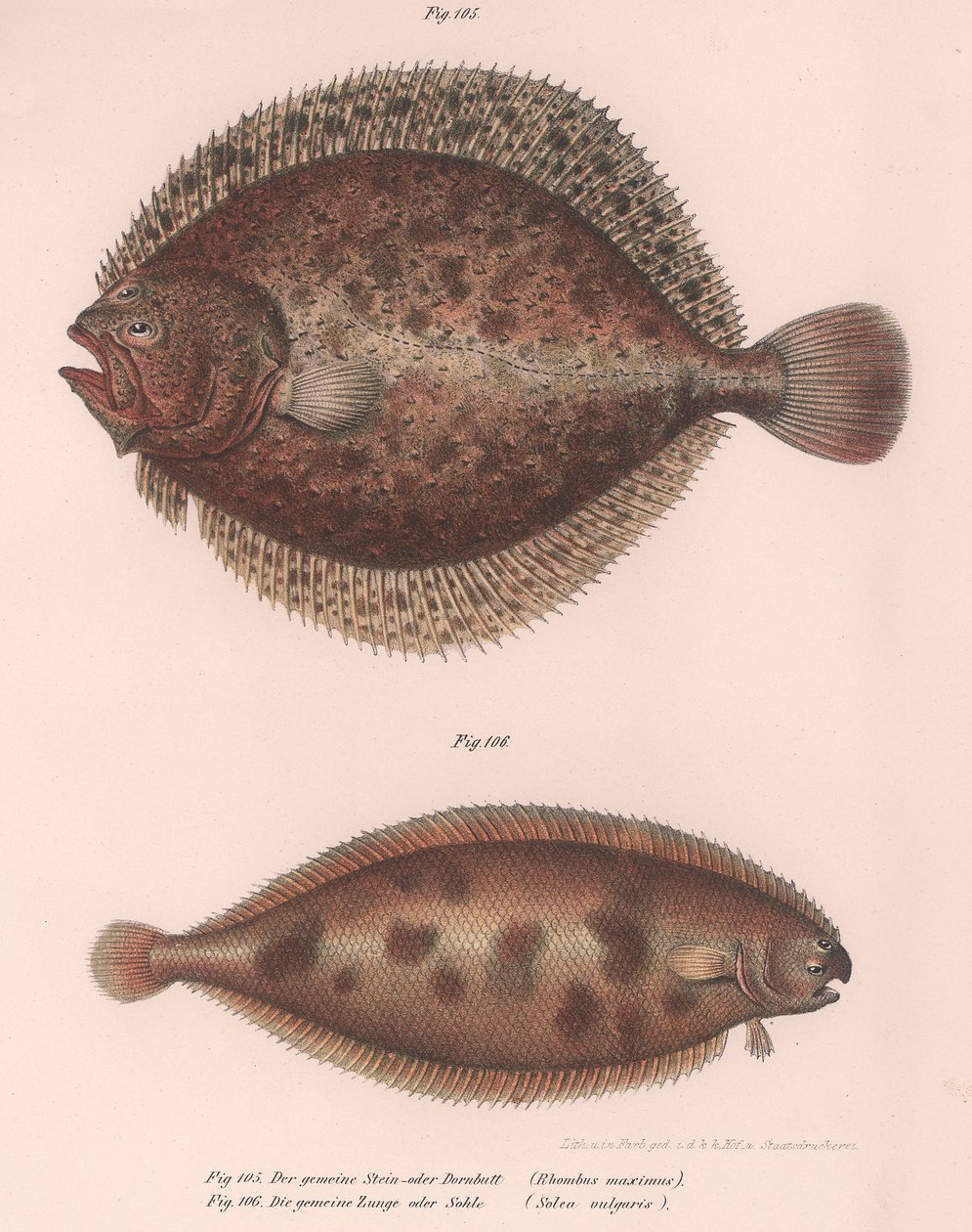 Turbot, Rhombus maximus, Sole commune Solea vulgaris, vers 1850 - Unbekannt