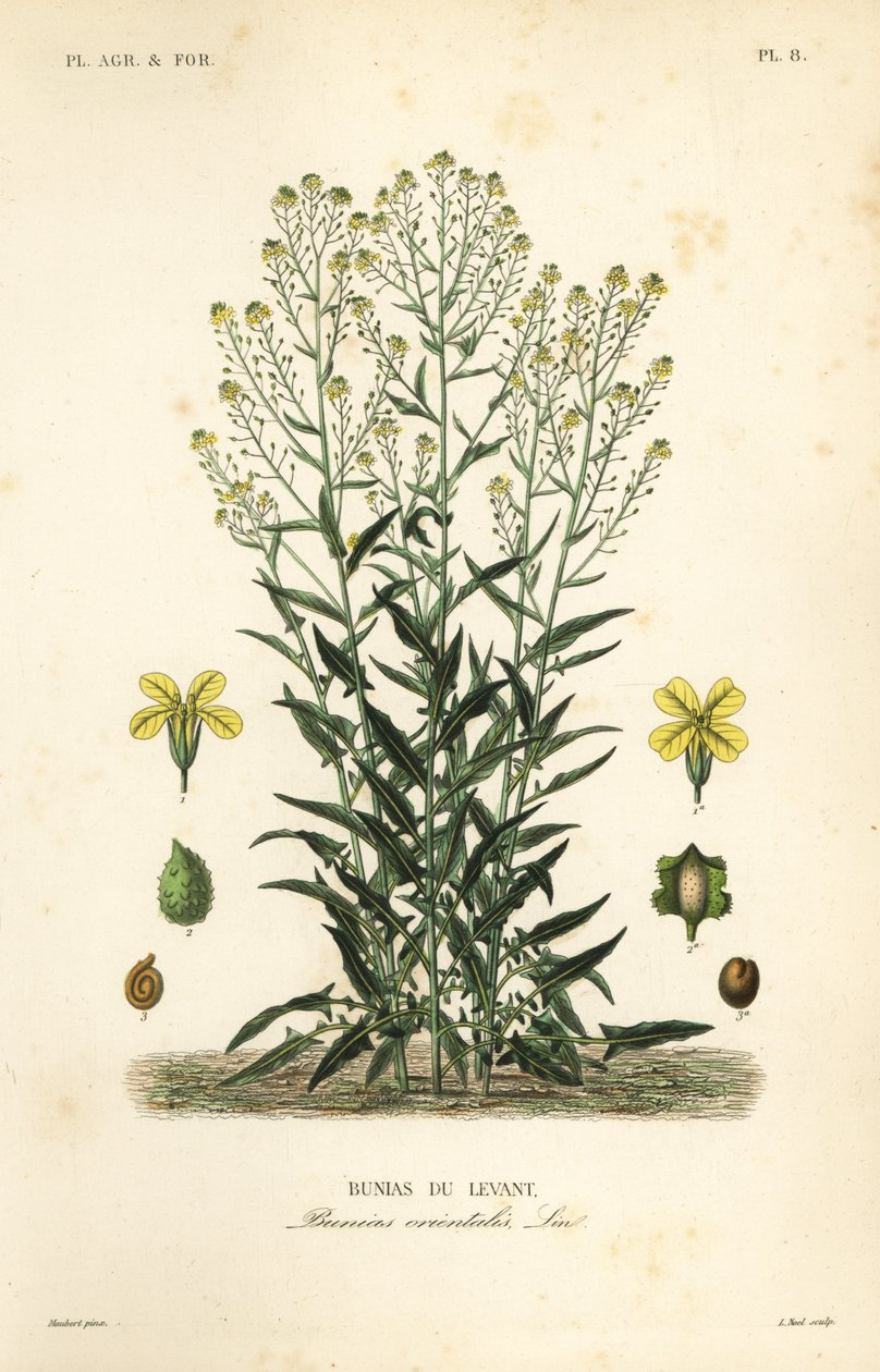 Roquette de Turquie, Bunias orientalis - Unbekannt