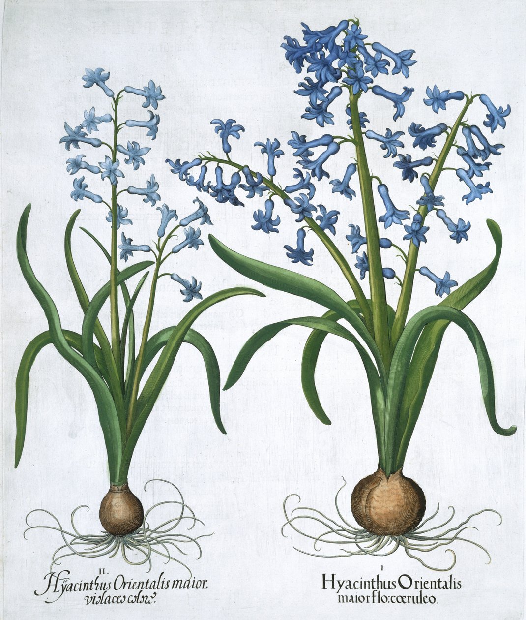 Deux jacinthes bleues, 1613 - Unbekannt