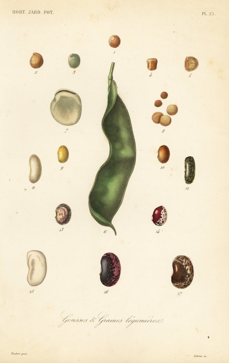 Variétés de pois et de haricots - Unbekannt