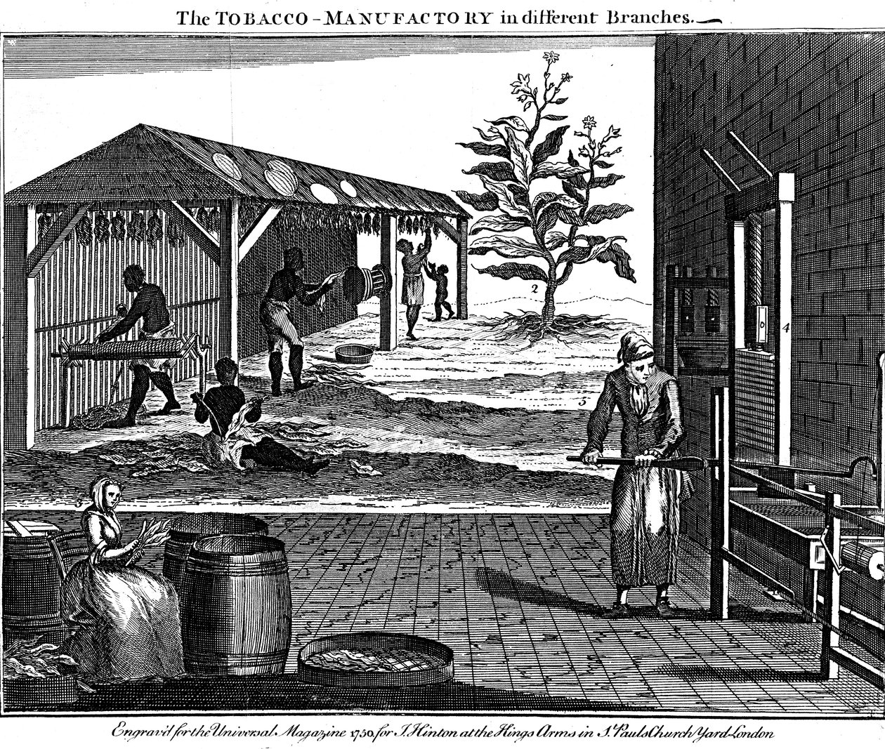 Diverses étapes de la production de tabac, Virginie, USA, 1750 - Unbekannt