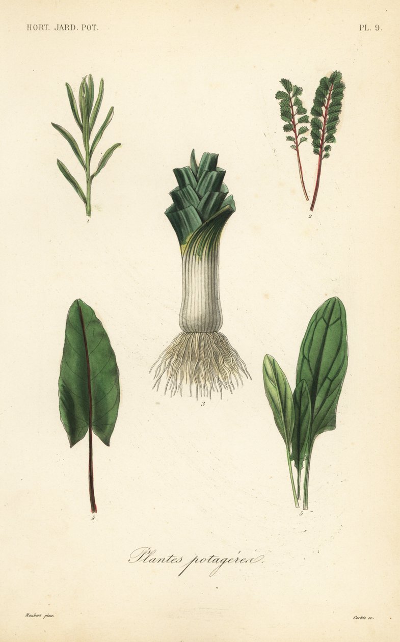 Plantes potagères - Unbekannt
