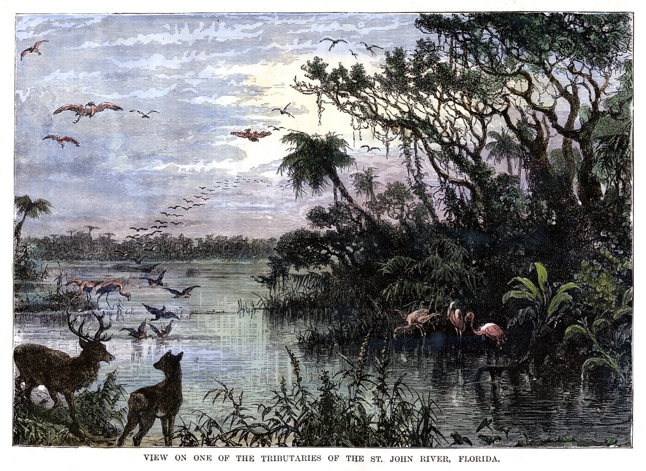 Vue sur un des affluents de la rivière St John, Floride, 19ème siècle - Unbekannt
