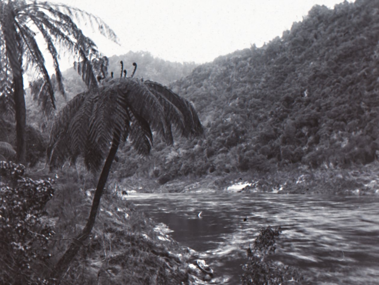 Rivière Wanganui, fin XIXe-début XXe siècle - Unbekannt