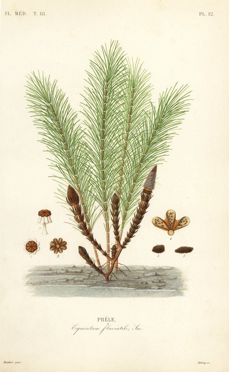 Prêle des eaux ou prêle des marais, Equisetum fluviatile - Unbekannt