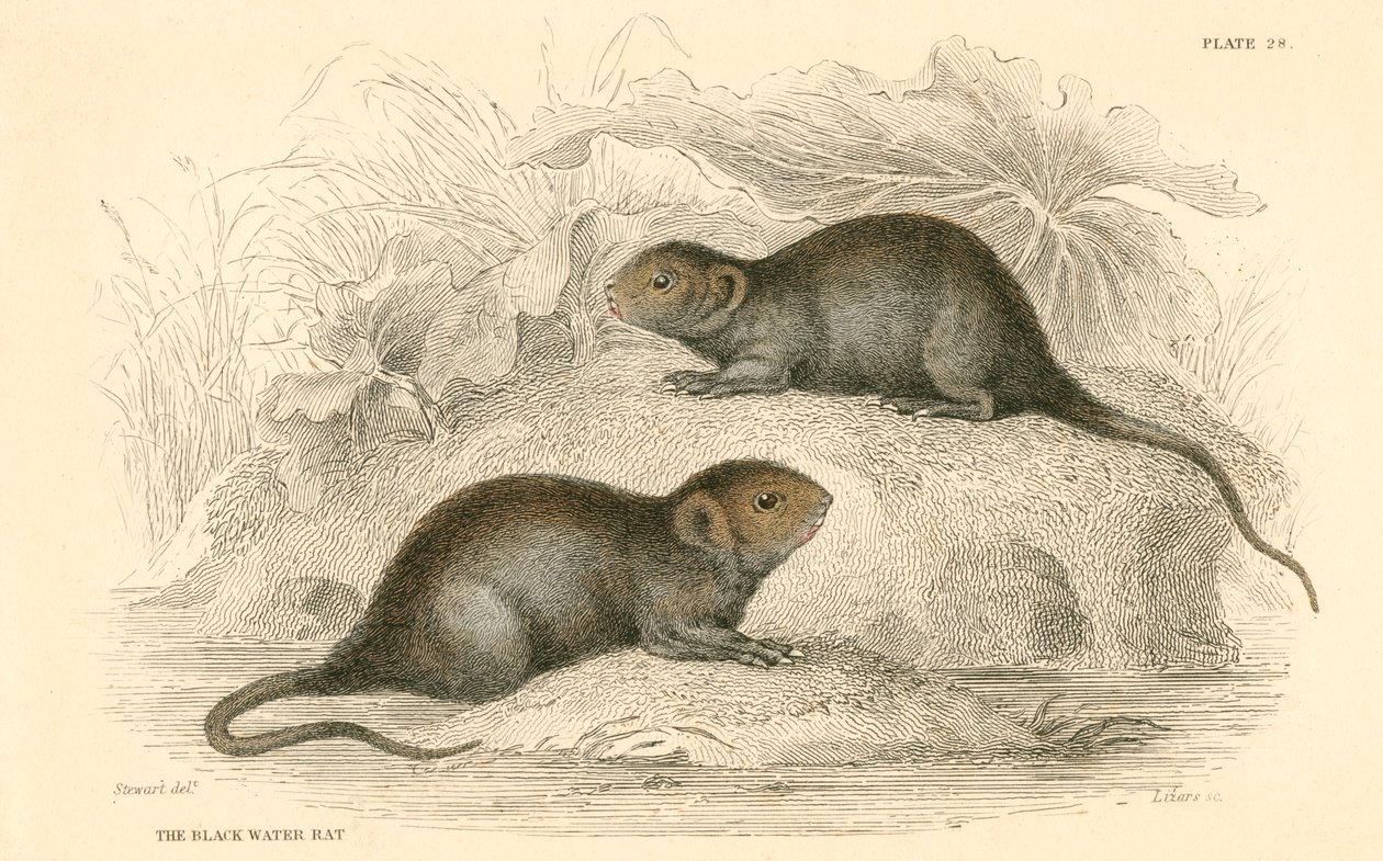 Campagnol aquatique Arvicola terrestris, également connu sous le nom de rat d