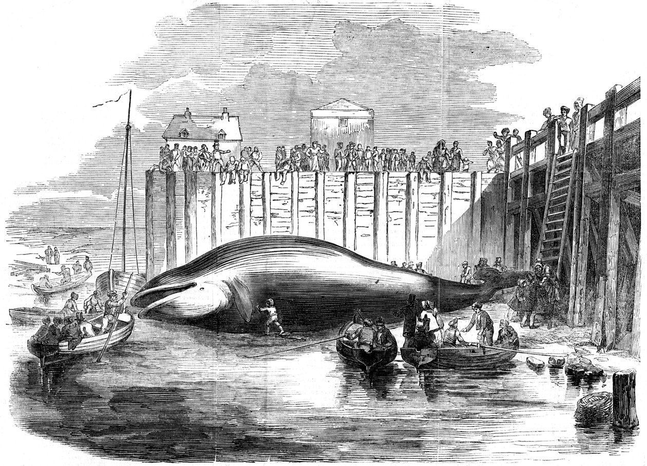 Baleine capturée dans la Tamise, Grays, Essex, 19ème siècle - Unbekannt