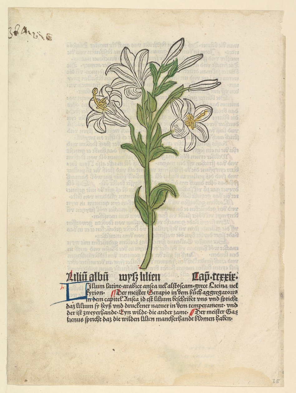 Lys Blanc, illustration du Gart der Gesundheit Sch.4332, 28 mars 1485 - Unbekannt