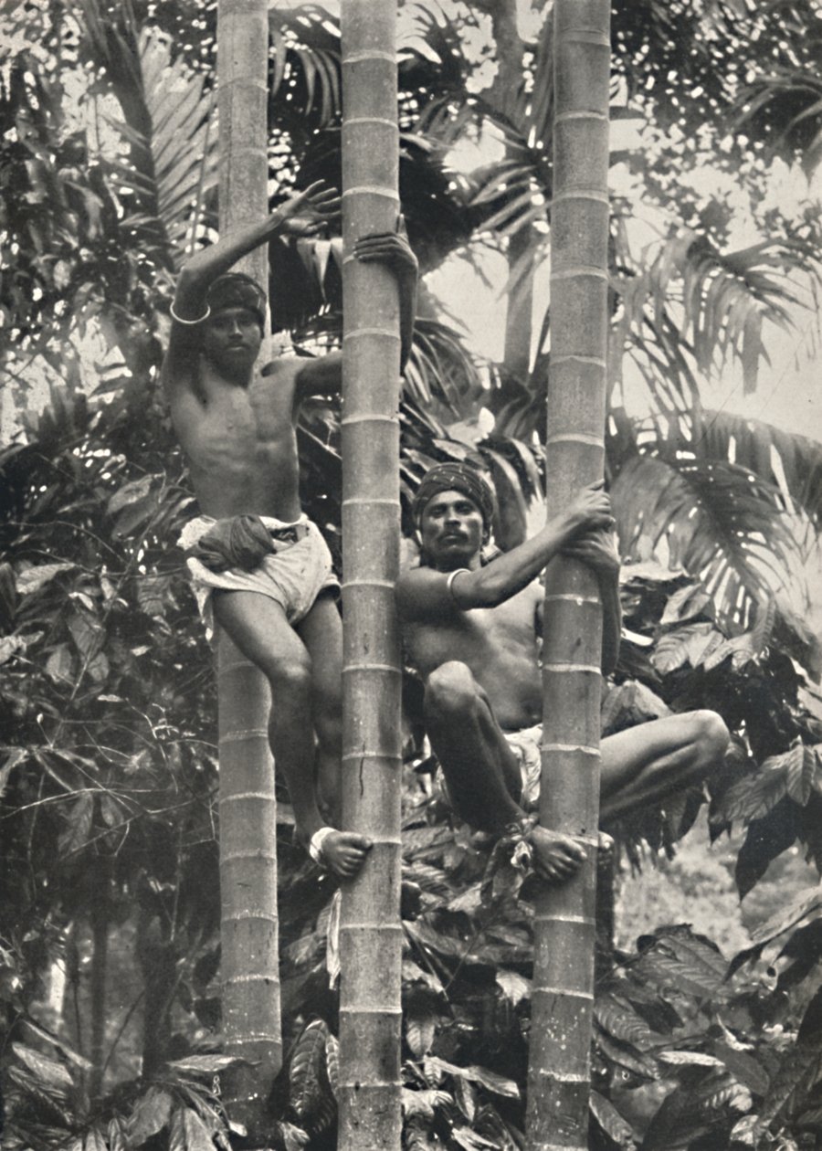 Comment les Ceylanais grimpent aux cocotiers, 1926 - Unbekannt