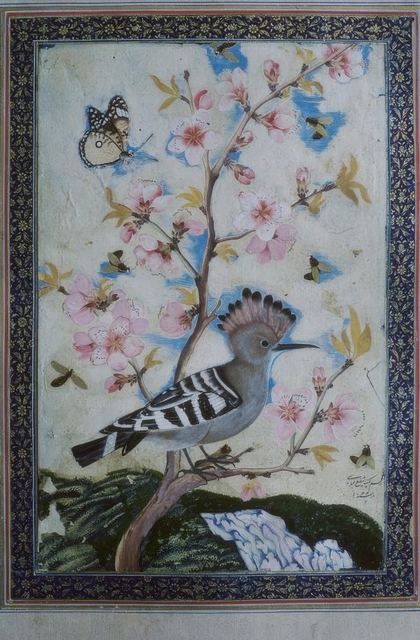 Huppe / miniature indienne - Unbekannt
